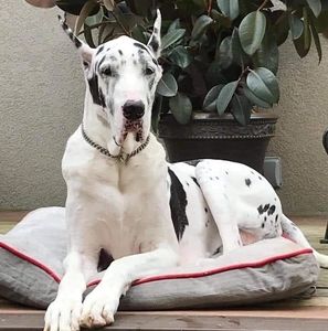 Meet your Posher, Liza